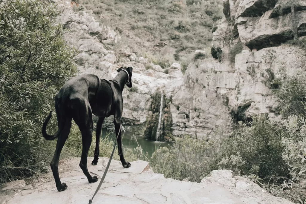 consejos-senderismo-mascotas-trekking-perros-002