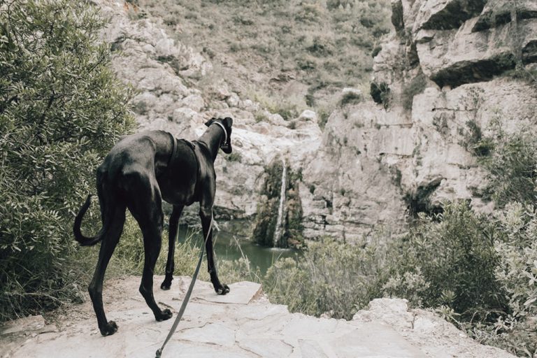 consejos-senderismo-mascotas-trekking-perros